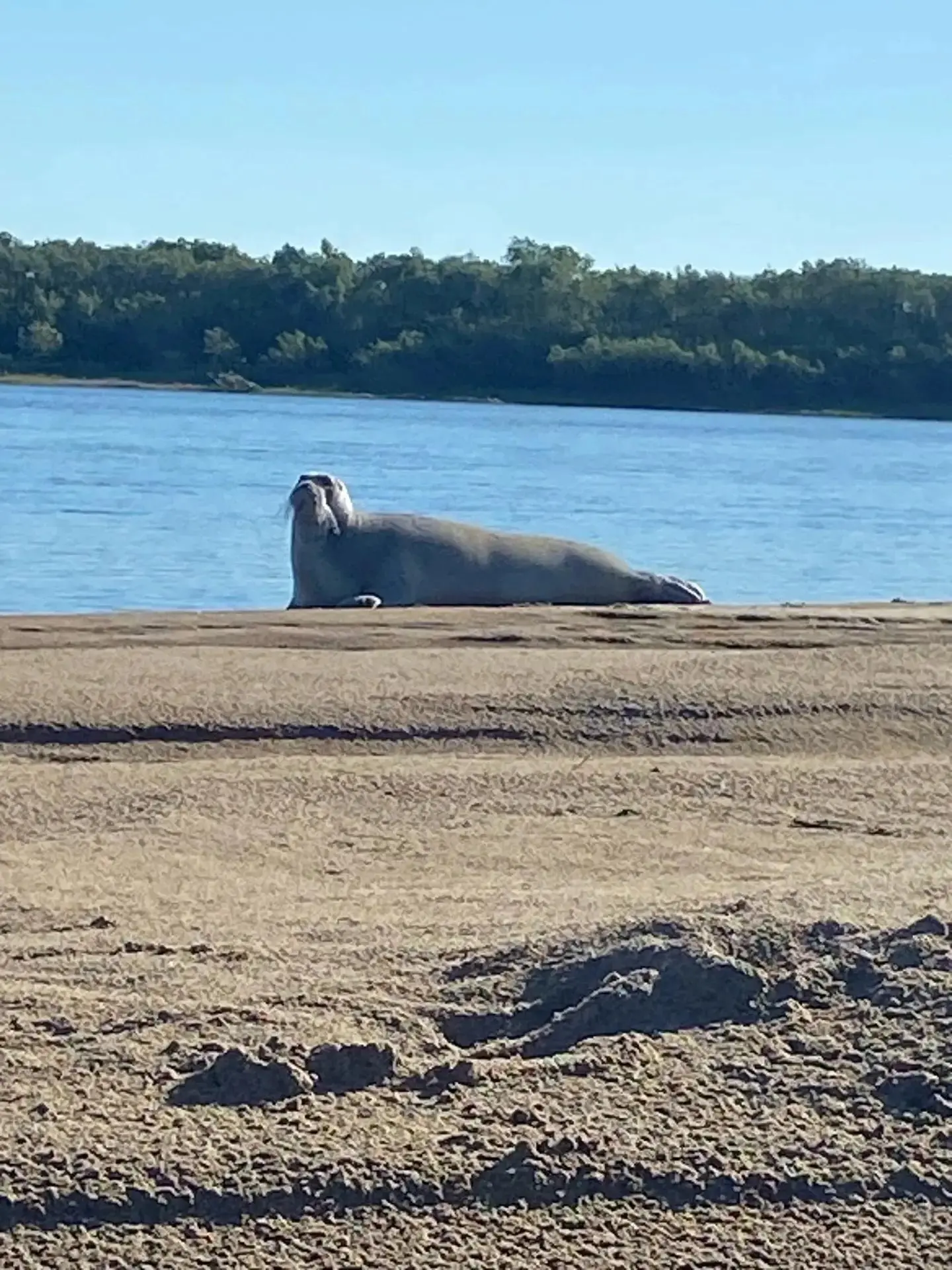 Тюленя заметили в Северной Двине за 350 км от моря 👀

Необычную встречу запечатлели напротив Кургом
