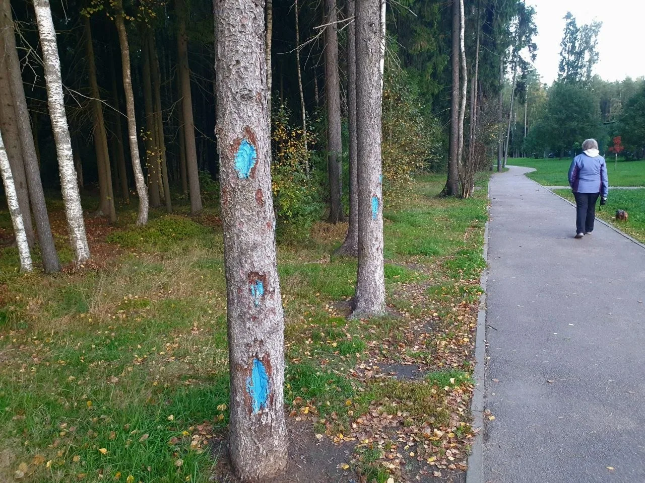 🌲 Загадочные метки в нашем лесу: что это значит?