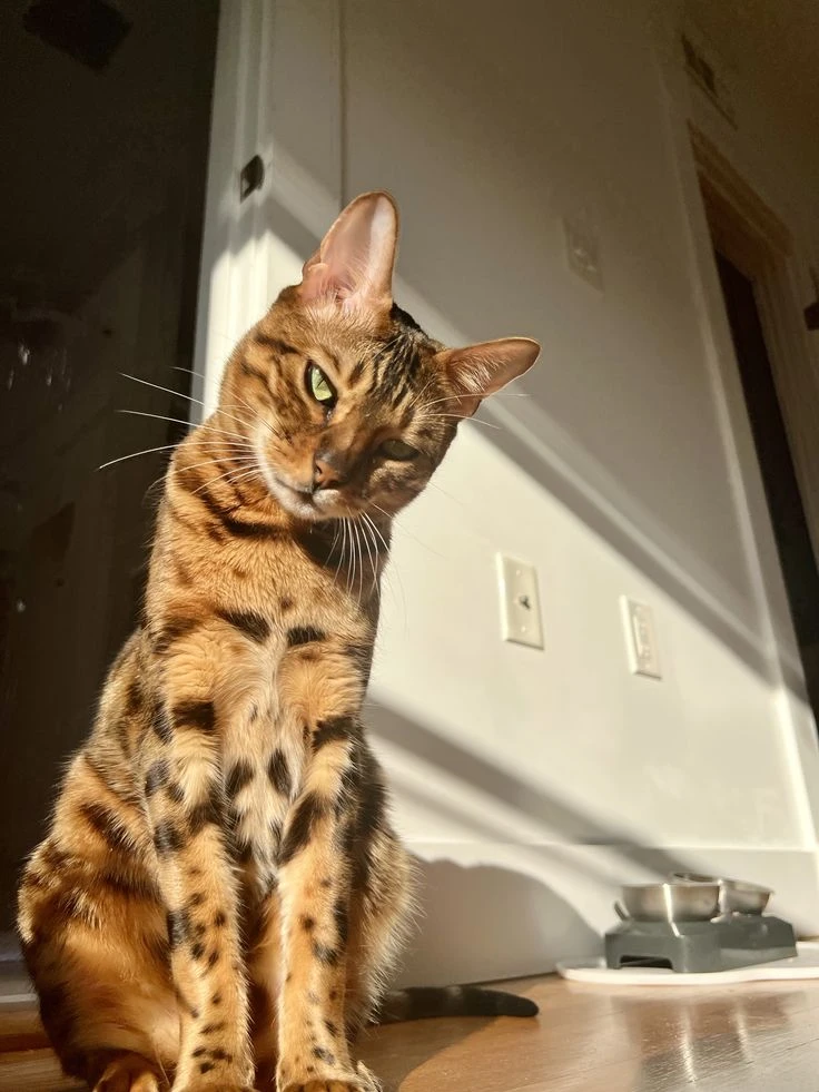 Котофакт дня 🐾

В отличие от большинства других пород, бенгальские кошки обожают воду! Это у них от