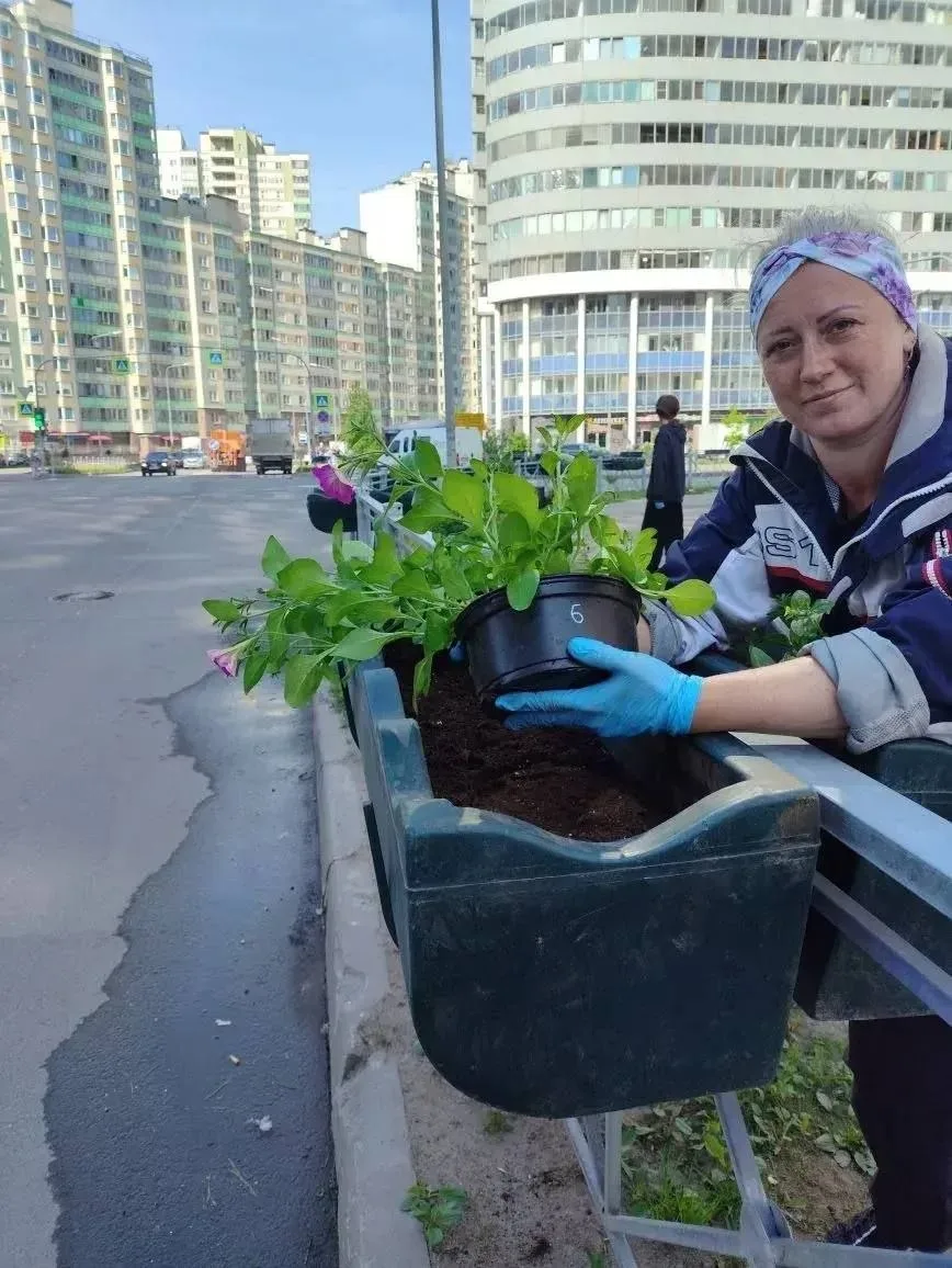 Тысячами цветов украсят Заневское поселение  Сотрудники садово-паркового хозяйства начали высаживать
