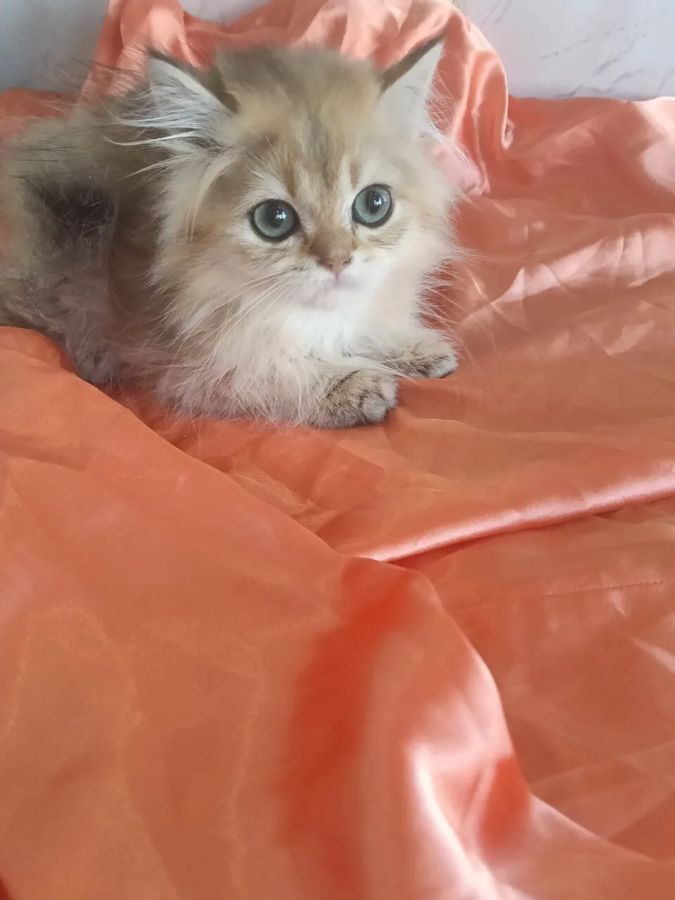 Продам кошечку и котика золотая шиншилла, Донецк