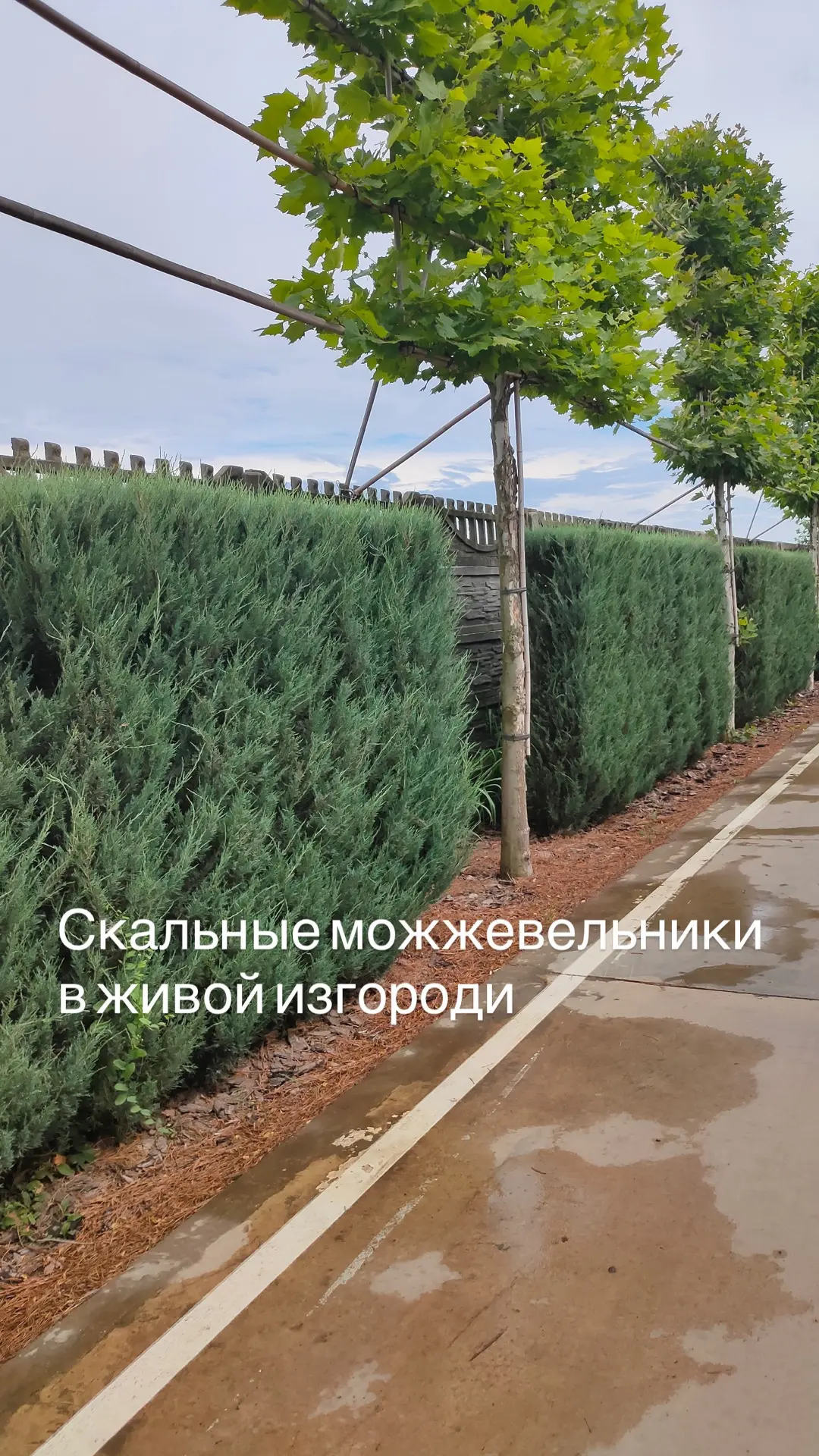 Хвойная классика с быстрым ростом на Wildberries 💜 Не хотите долго ждать? Нужен быстрый эффект? Вот 