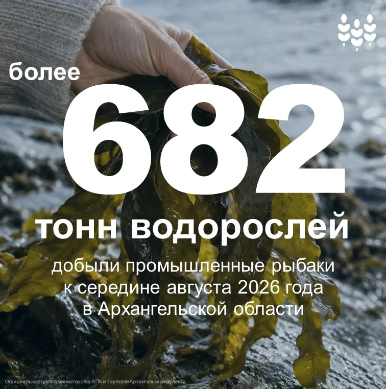 🌊 Сезон добычи водорослей в Белом море – в самом разгаре! 🌊