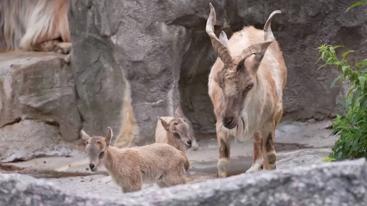 🐐 Редкая двойня родилась в Московском зоопарке
