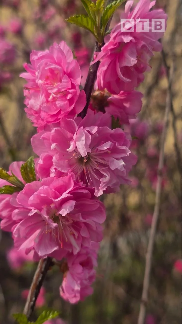 🌸Доброе утро, друзья!  ✨Встречаем новый день, очаровываясь красотами пробуждающейся природы в окрест