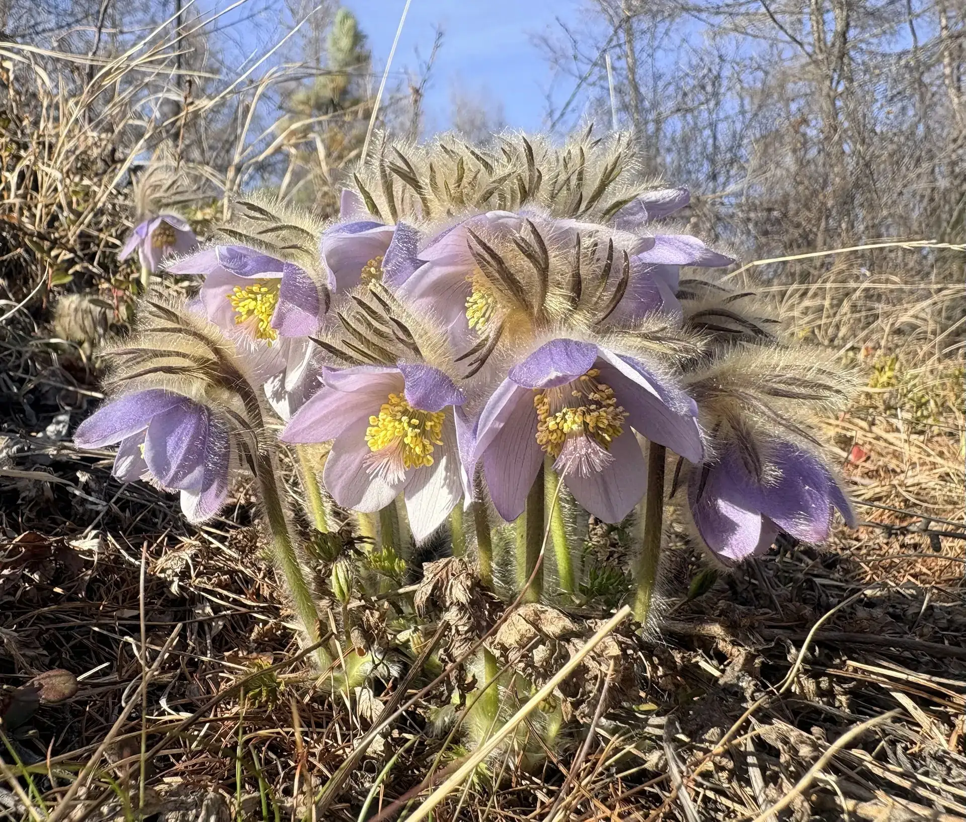 🌷 Свои снимки для конкурса #Подснежниквмоемсердце отправила Колесова Алена Львовна,  учитель начальн