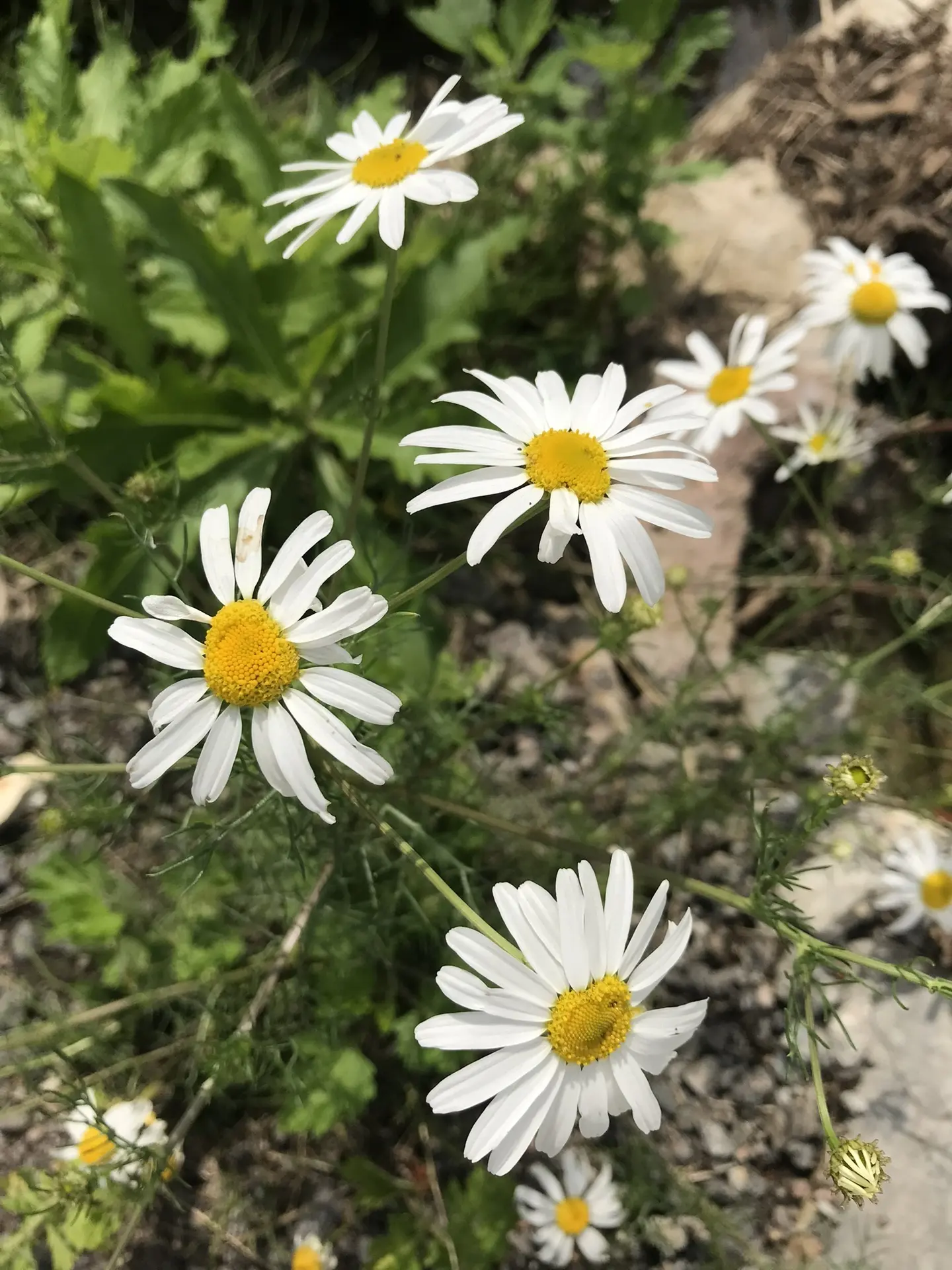 Доброе утро!  Скоро лето 🌞🌞🌞                                  Фото О. Вайлуновой