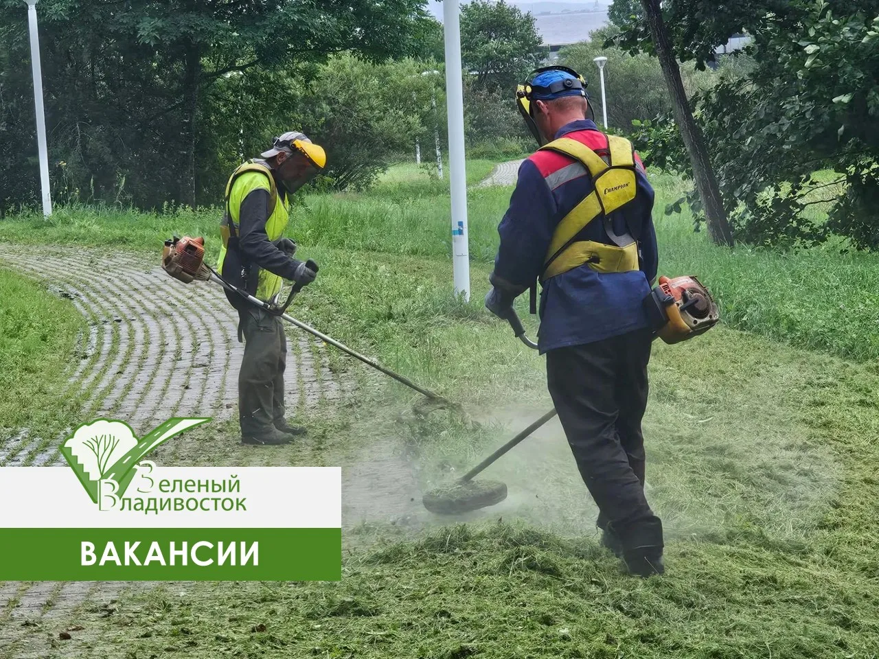 🌿 Приглашаем в команду МКУ «Зелёный Владивосток»!
