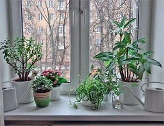 Уход за комнатными растениями в осенне-зимний период 🍁❄️