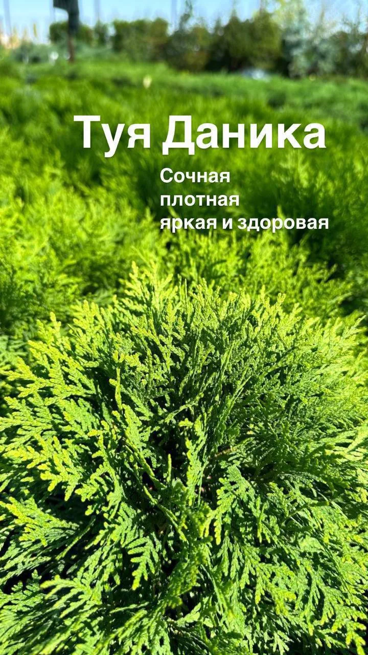 Туя Даника - легендарных Хит