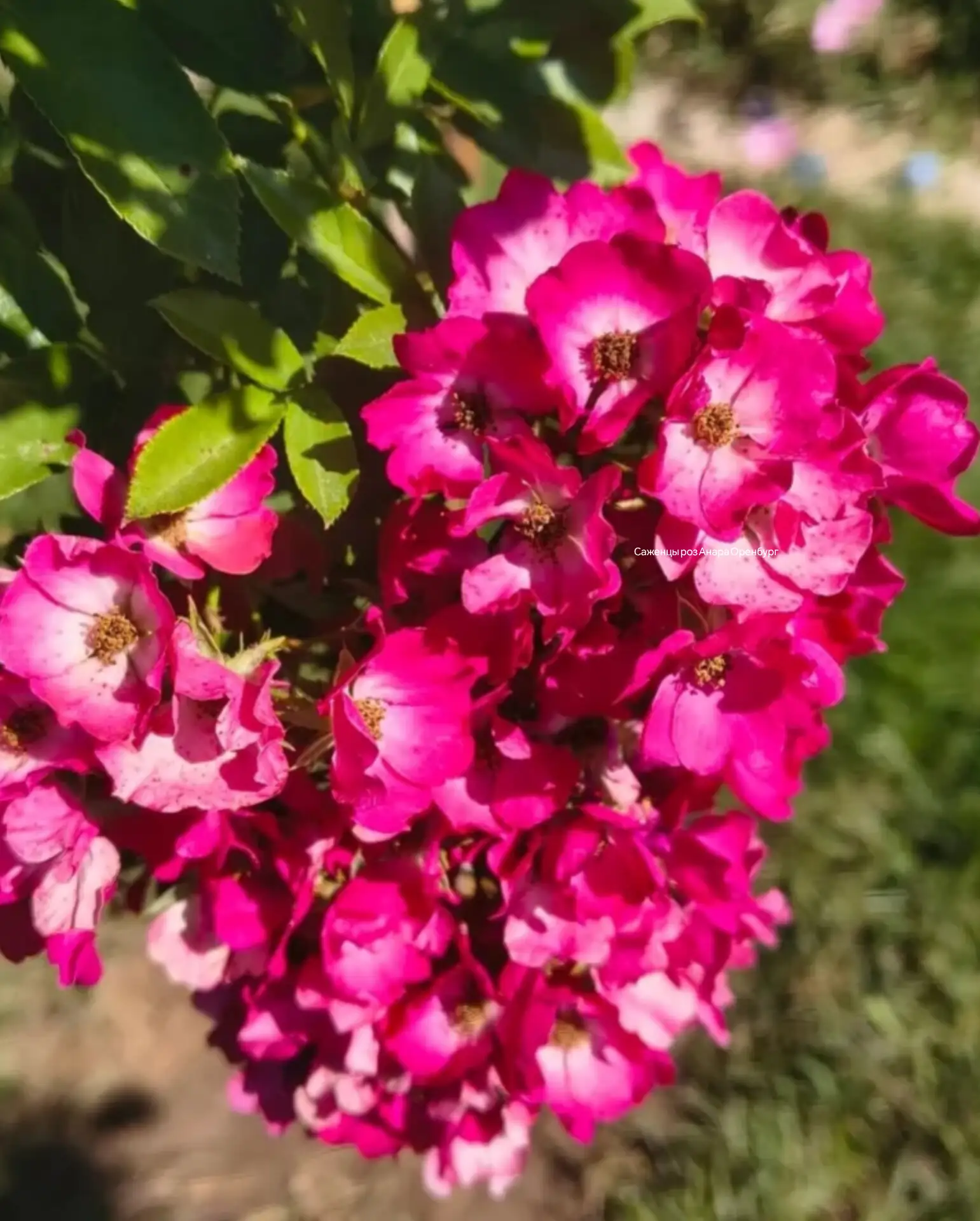 Роза 🌹 Bukavu, Букаву