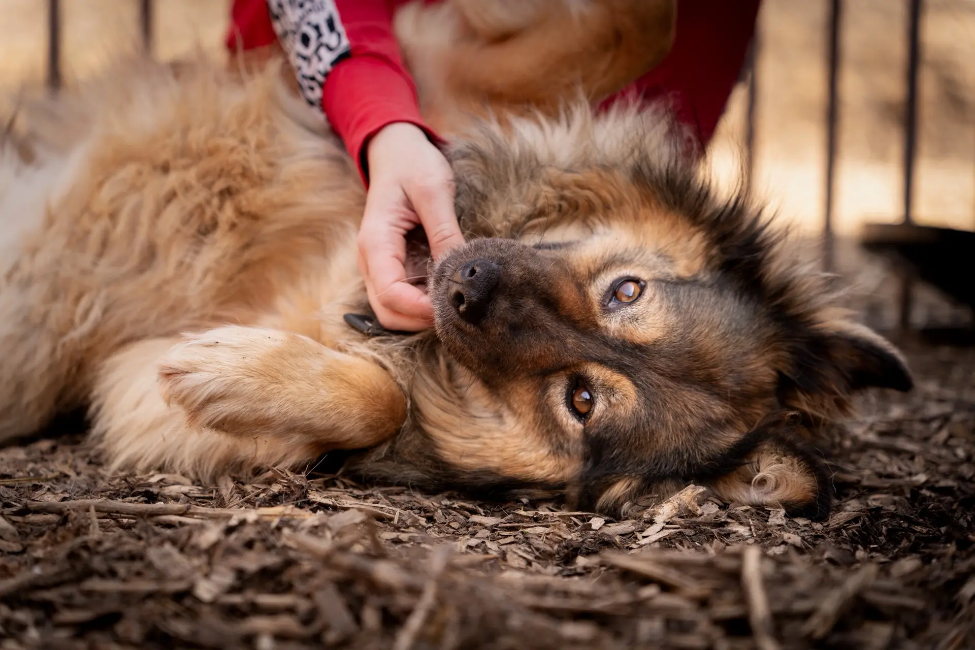 1 сентября — День знаний. А чему нас каждый день учат собаки в приюте? 🐾📚