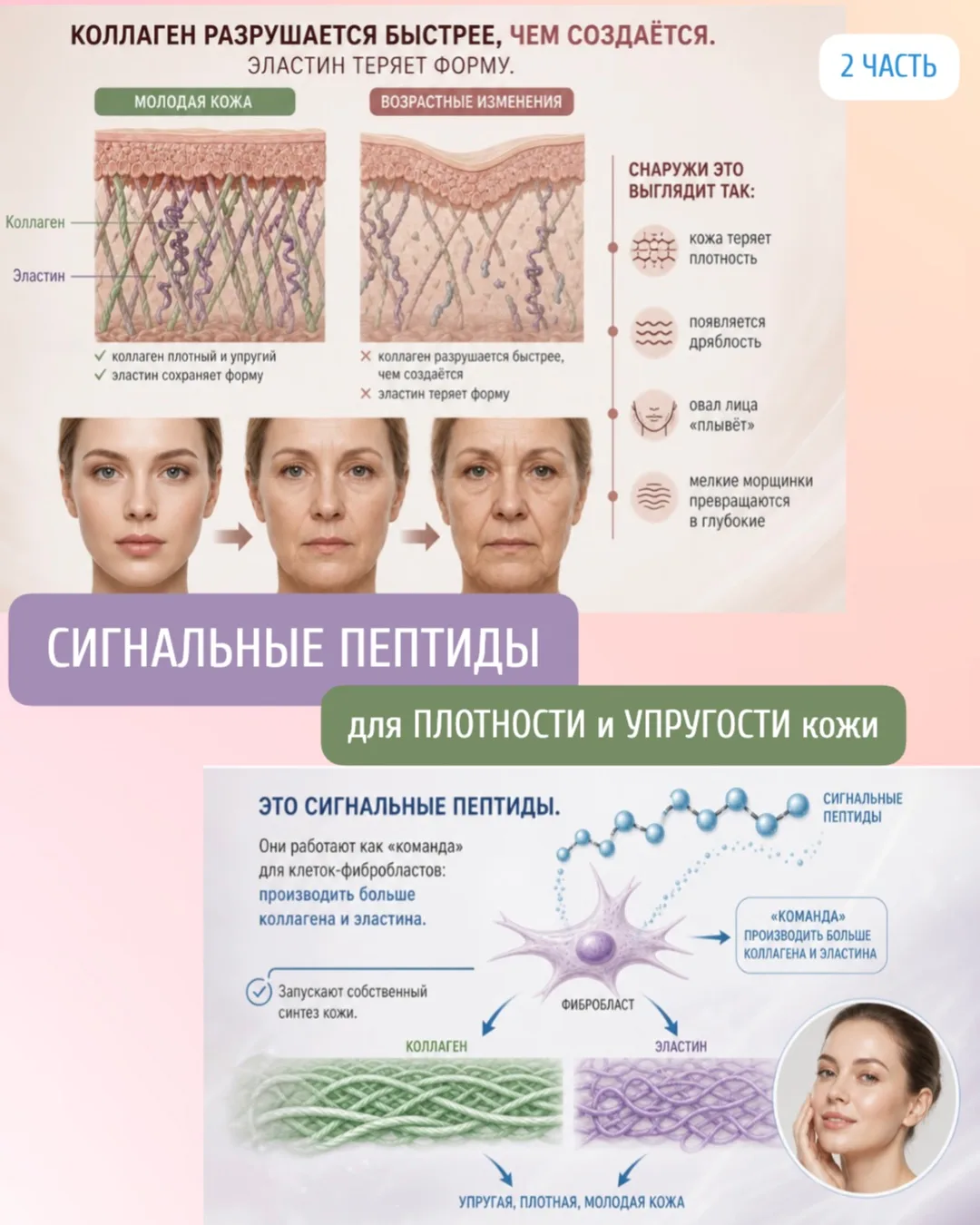 Часть 2. Пептиды для плотности и упругости