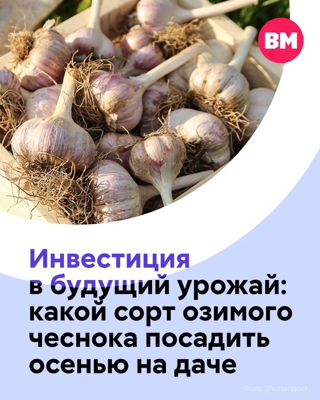 🧄 Хотите летом собрать крупный и сочный чеснок? Тогда самое время подумать о выборе сорта