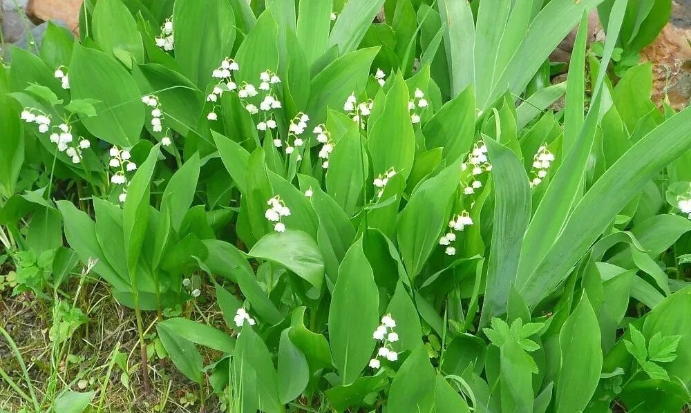 Весна на базе отдыха «Голубая гавань» в самом разгаре! 🌸