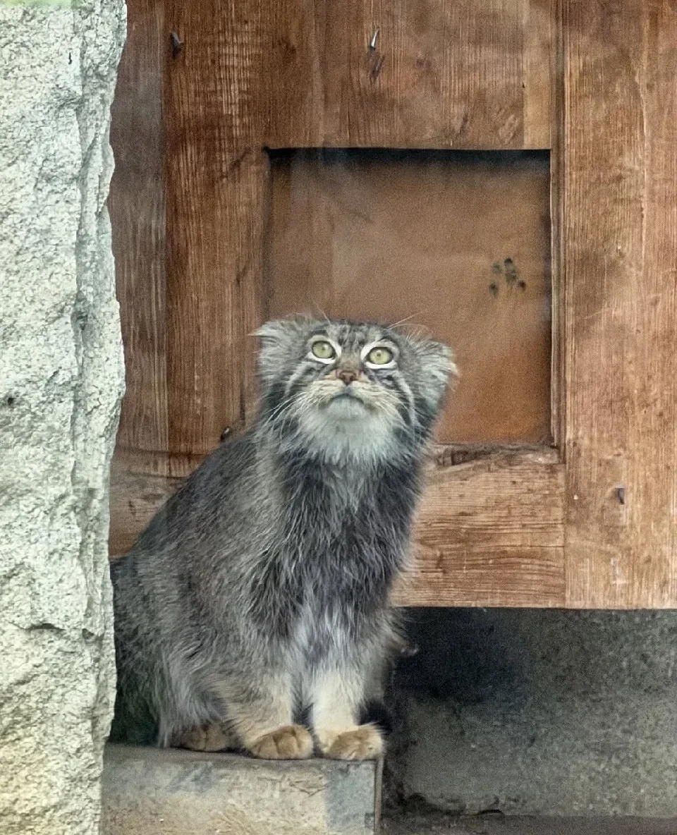😿 Манул уже устал от рабочей недели, а сегодня только среда