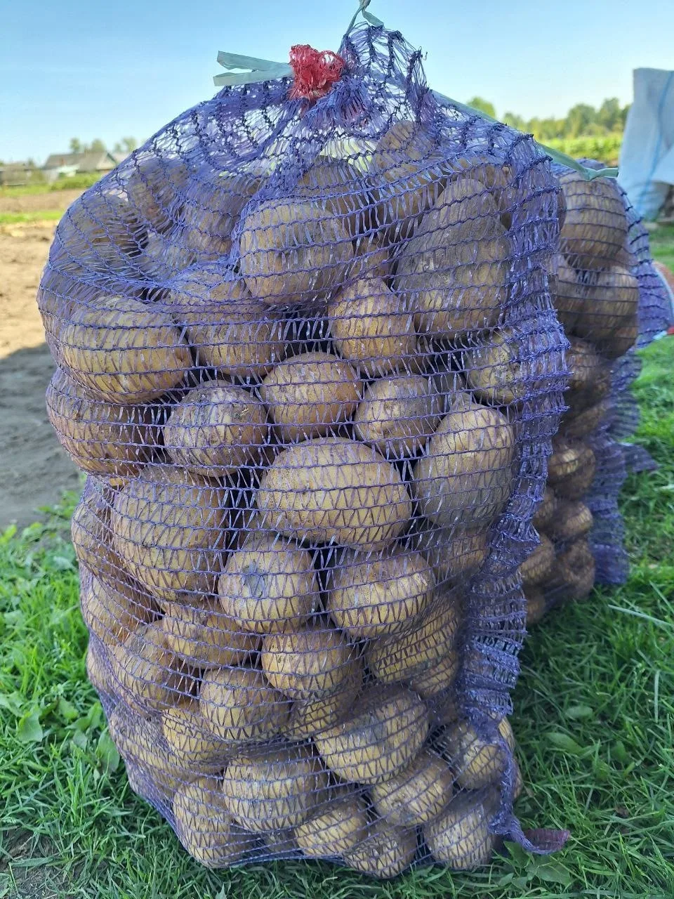 Продам картофель 🥔