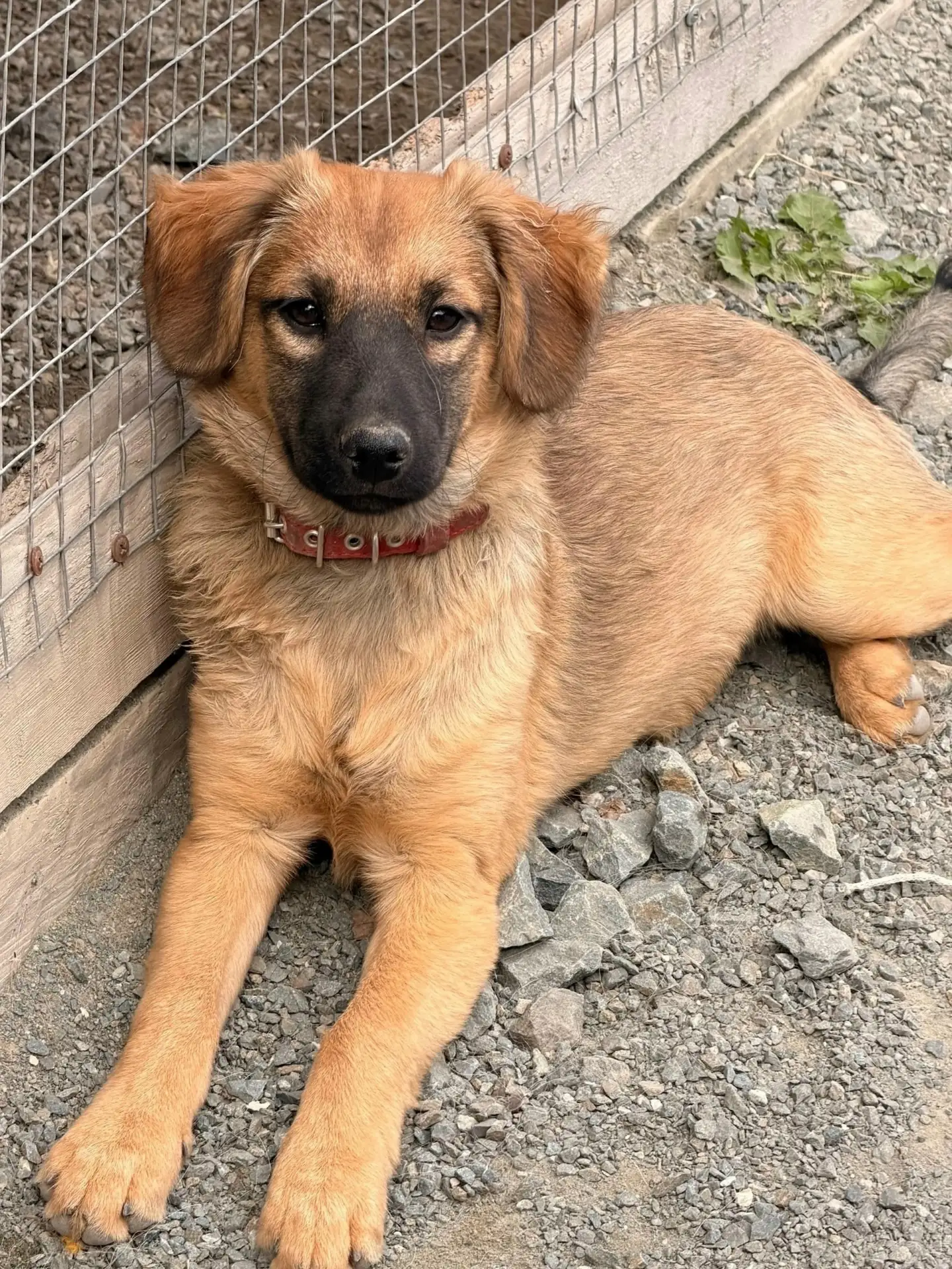 Адель! 🐕🐕🐕