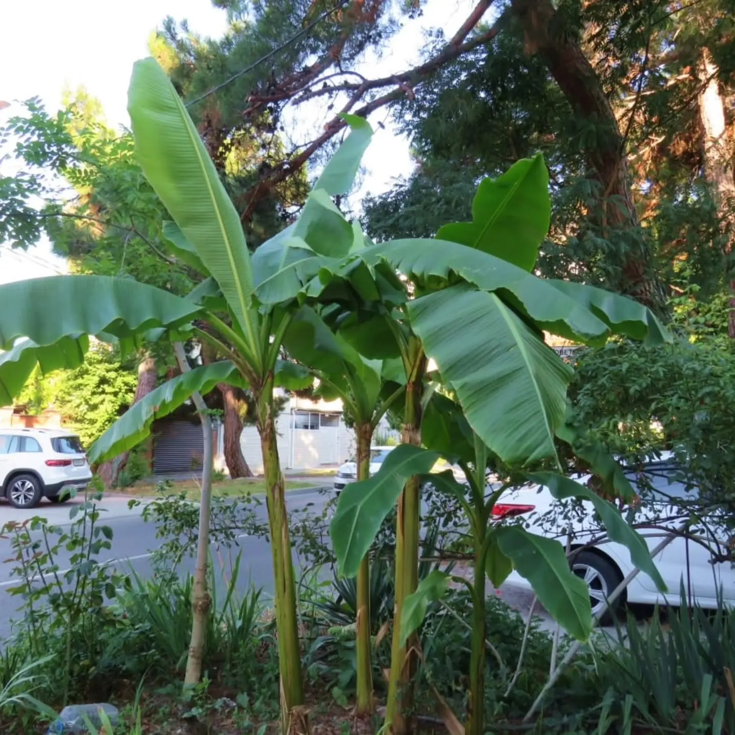 🌴 Анапа немного притворяется тропиками.
