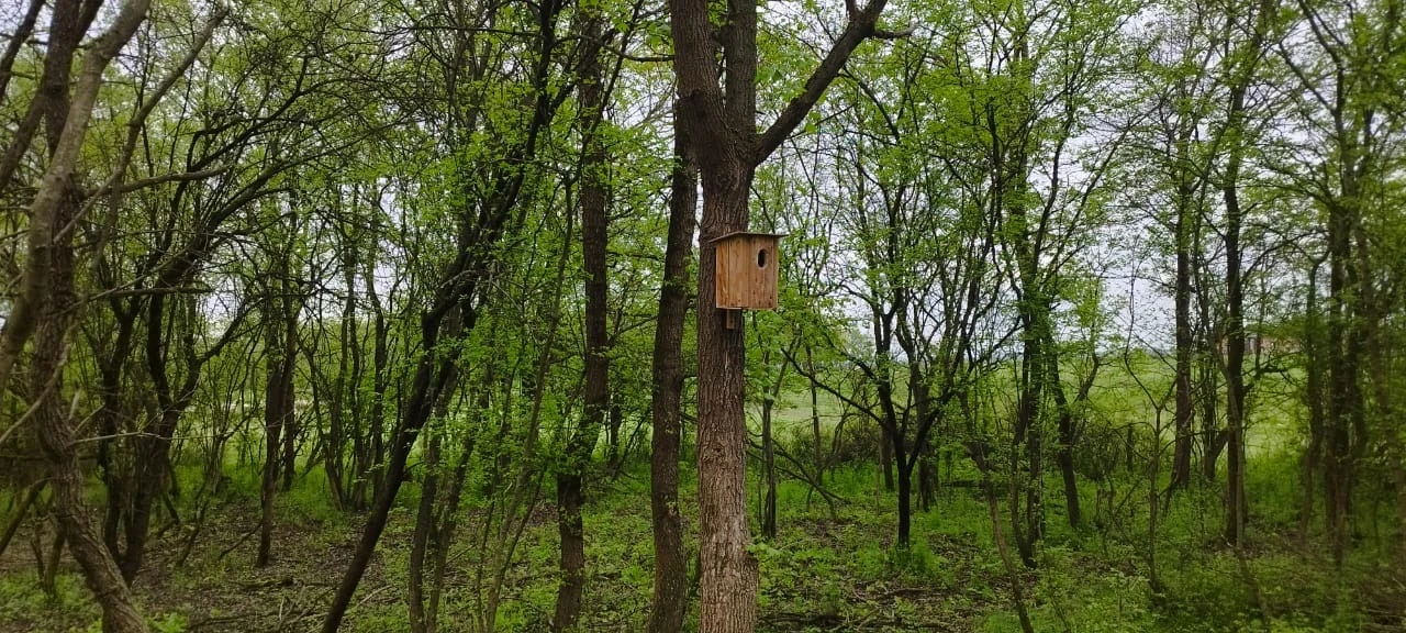 🕊️ «Эколята — друзья птиц»