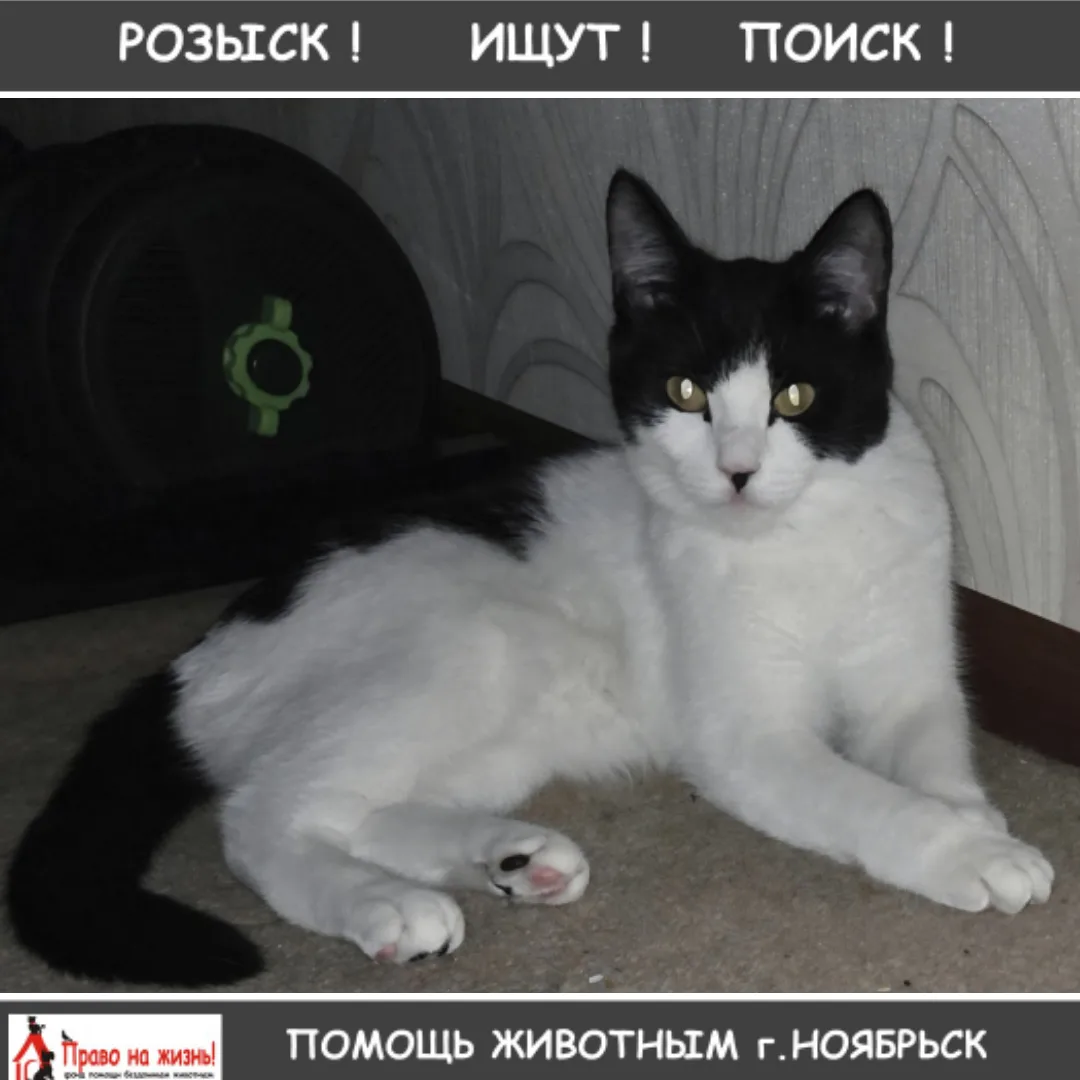 Пропала кошка по кличке Буся в 5-м микрорайоне по Магистральной 113б. Особые приметы: родимое пятно 