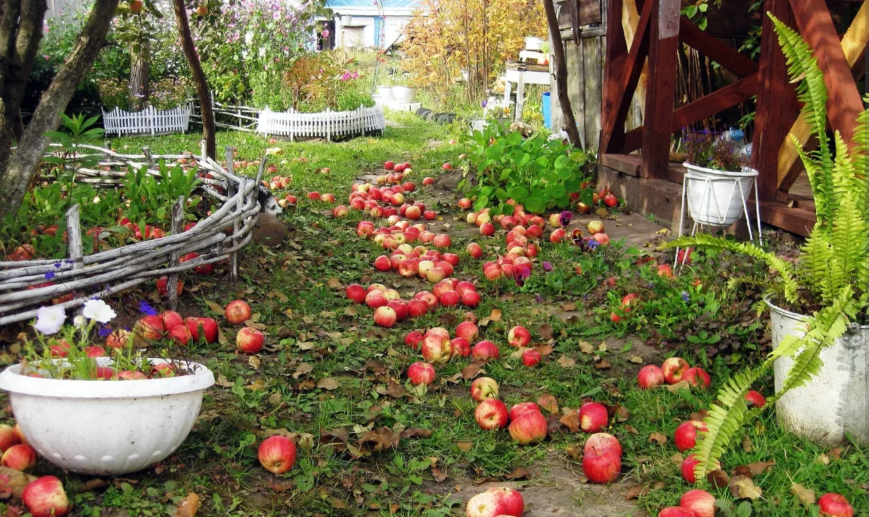 🍂🌳 Золотая пора для защиты сада: август–сентябрь. Советы от специалистов студии ландш...
