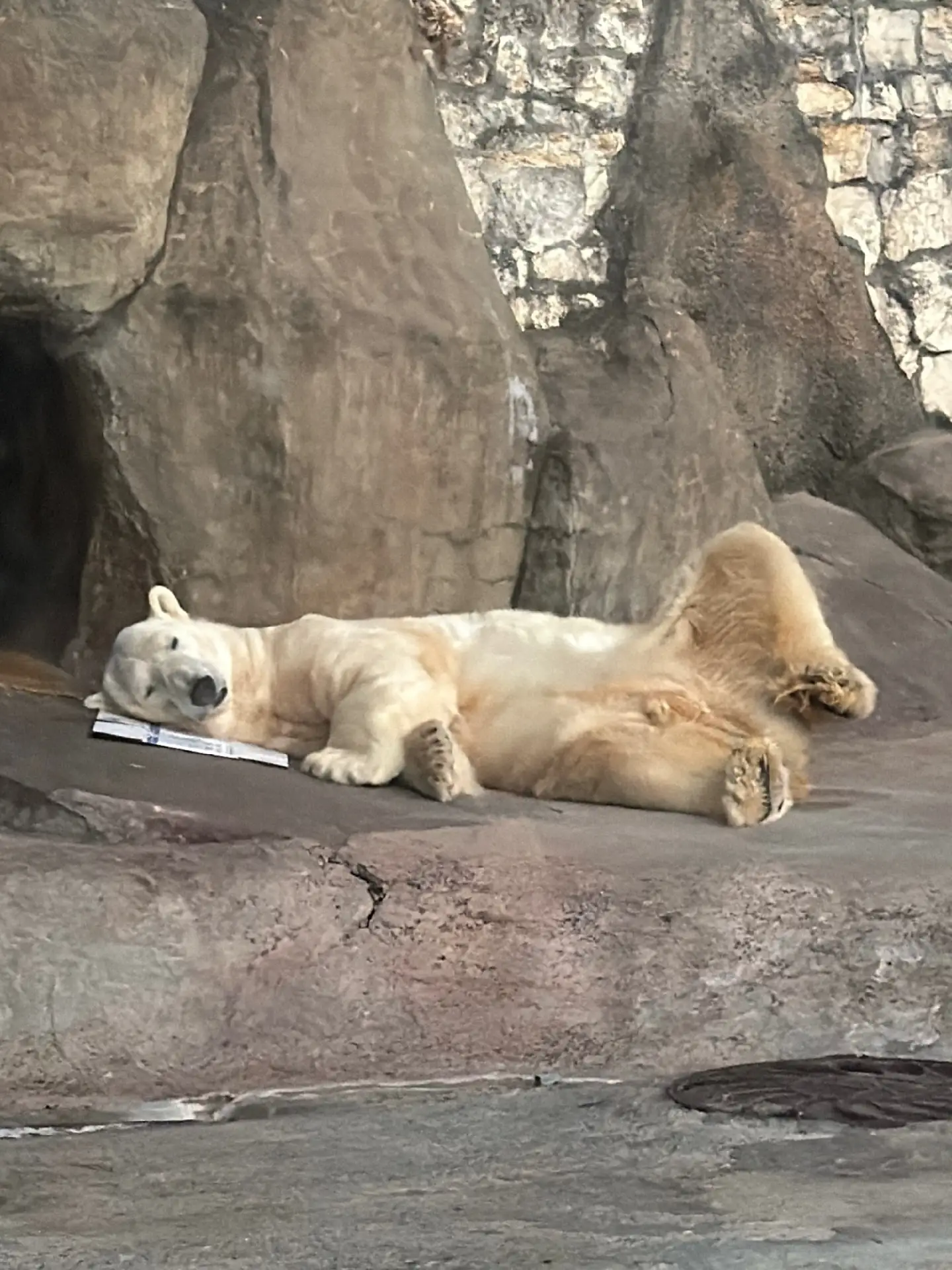 А картонку под голову постелил😁🐻‍❄️