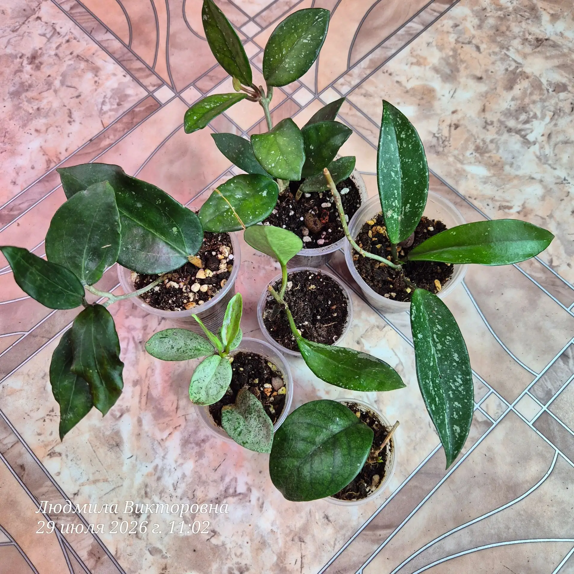 Набор хой 6 шт ( Fungii,  Wilbur Graves,Khao yai big leaf, Vietnam, AH-074,grey ghost),...