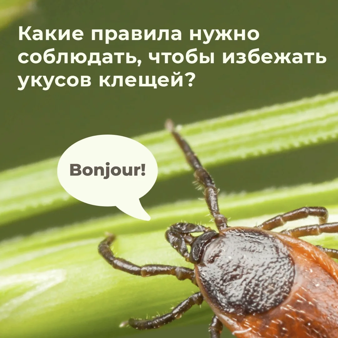Они не дремлют: где обитают, как защититься и что делать, если обнаружили клеща

В карточках собрали