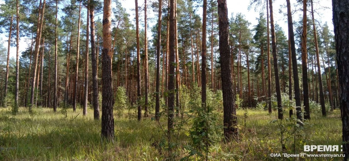 I класс пожароопасности установился во всех лесах нижегородской области