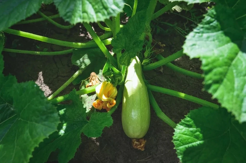 🥒 КАБАЧКИ БЕЗ ХЛОПОТ: 3 ХИТРОСТИ ДЛЯ ВЕДЁРНОГО УРОЖАЯ