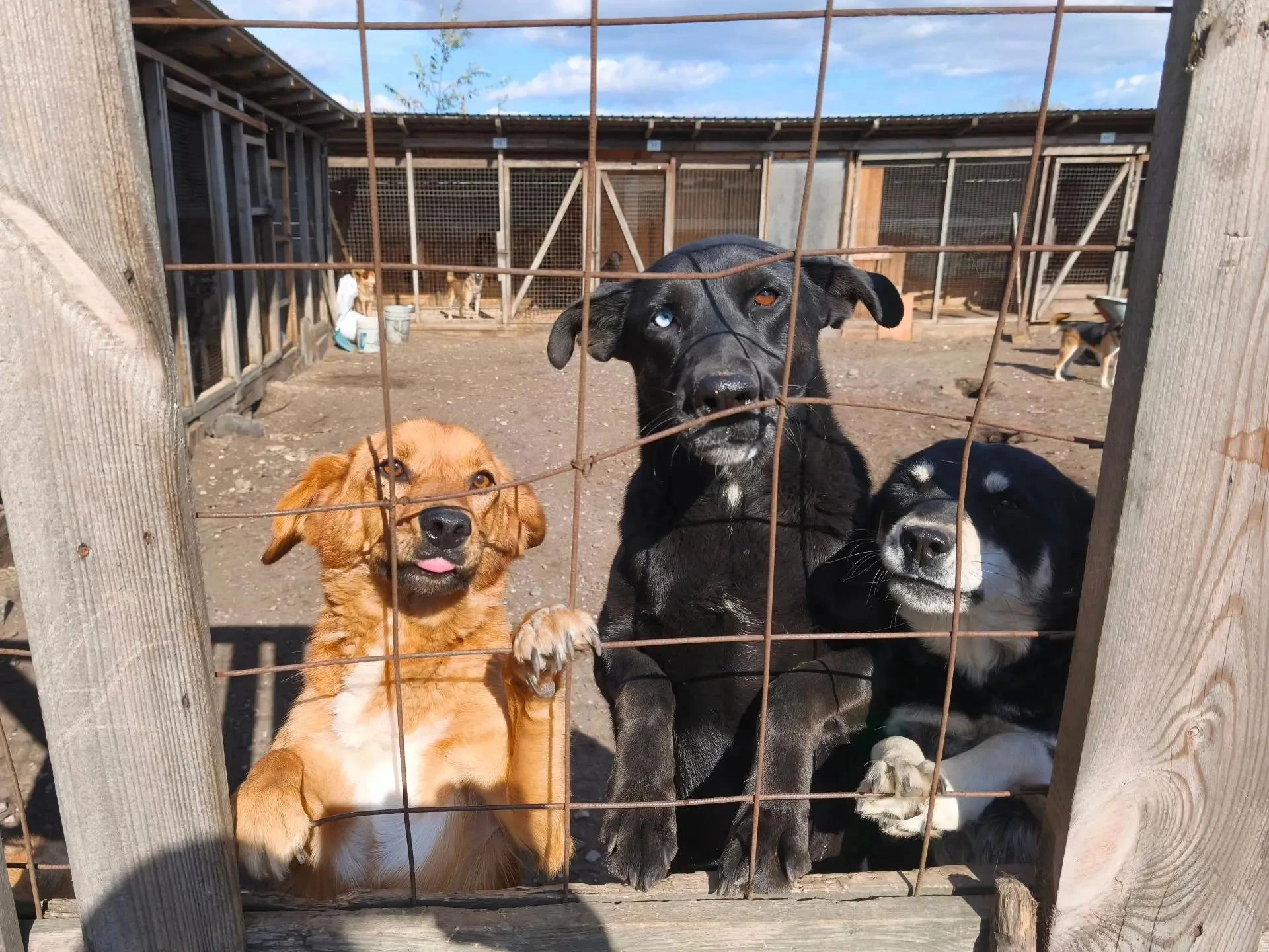 🐶 В поронайском приюте почти 300 собак ждут своих людей