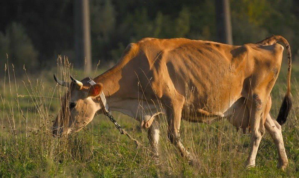 🐄Лейкоз крупного рогатого скота (КРС) — это хроническая инфекционная вирусная болезнь опухолевой пр