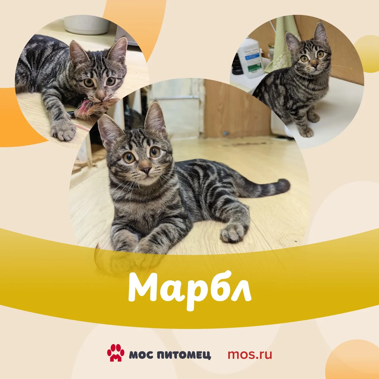 🐱 Котята в добрые руки! С вами спешат познакомиться малыши из приютов — смешные, озорн...