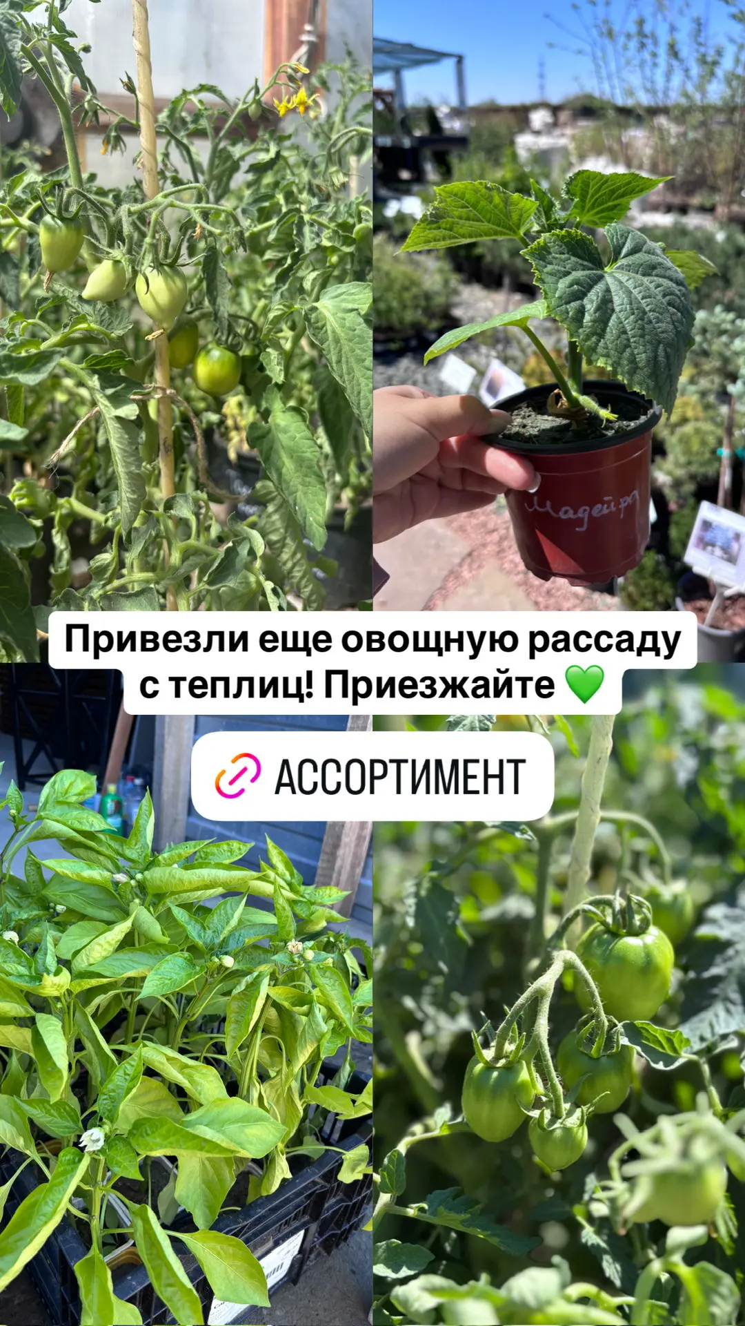 Пополнили запасы овощной рассады с наших теплиц🌱