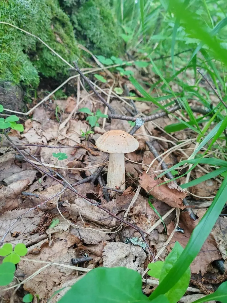 🍄‍🟫 Богатства лесов Удмуртии