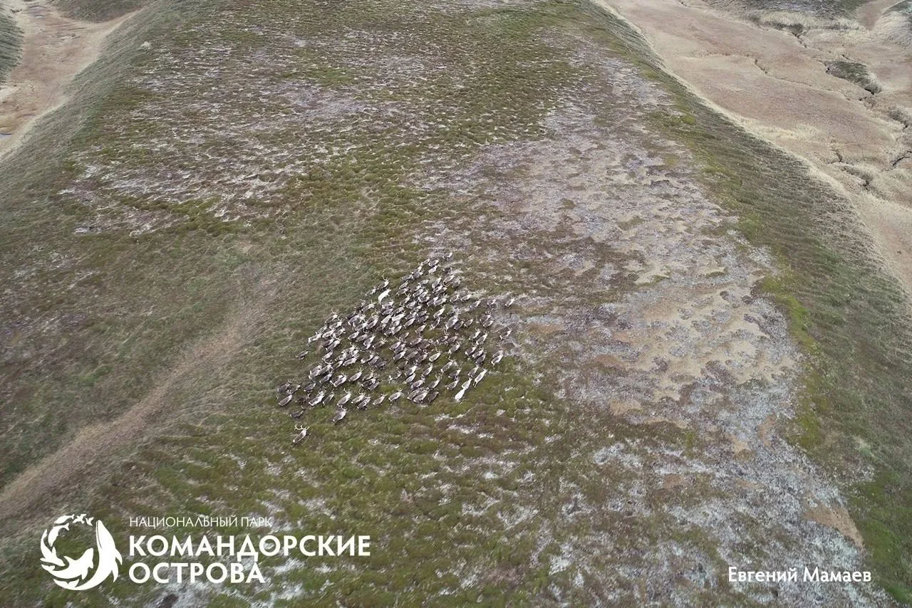 На острове Беринга началась миграция оленей — на зимовку в северную часть они отправили...