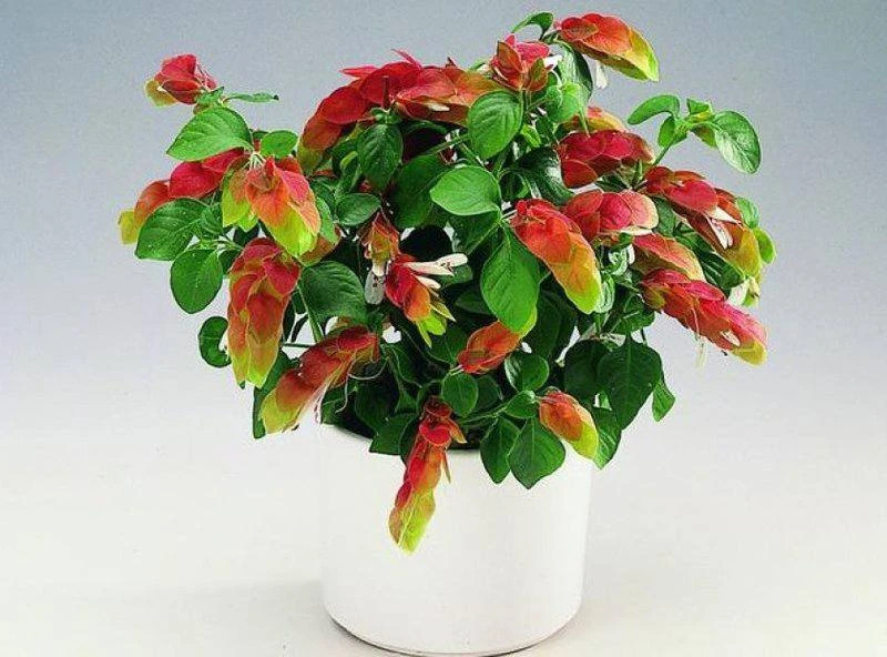 Белопероне🌺