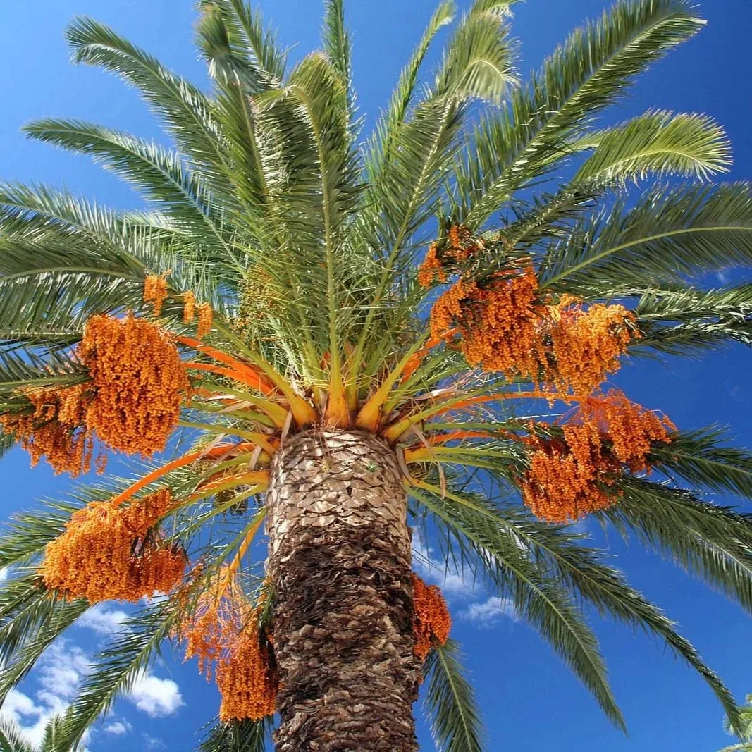 Так растут финики! 🌴