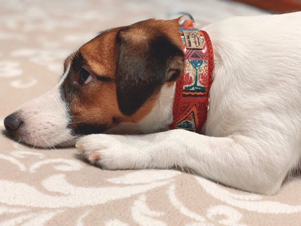 📍10 лет Dog Paw.
🌅Когда мы начинали, у нас была только идея сделать жизнь собак чуточку ярче и над
