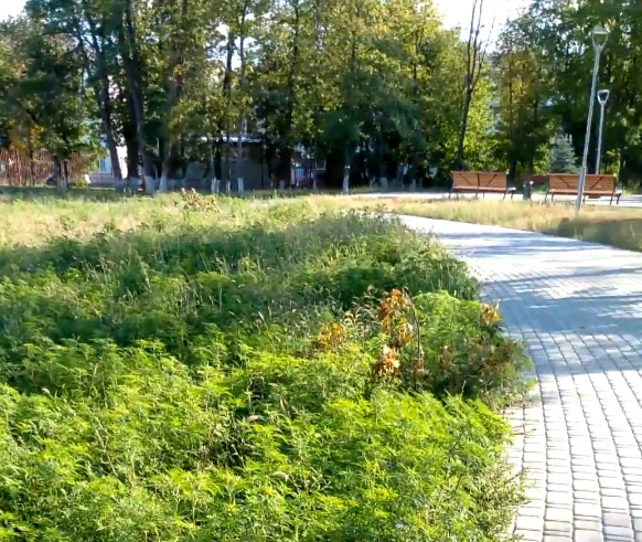 Александровский парк в городе Шахты погряз в зарослях амброзии

В редакцию «КВУ» 30 июля обратилась 