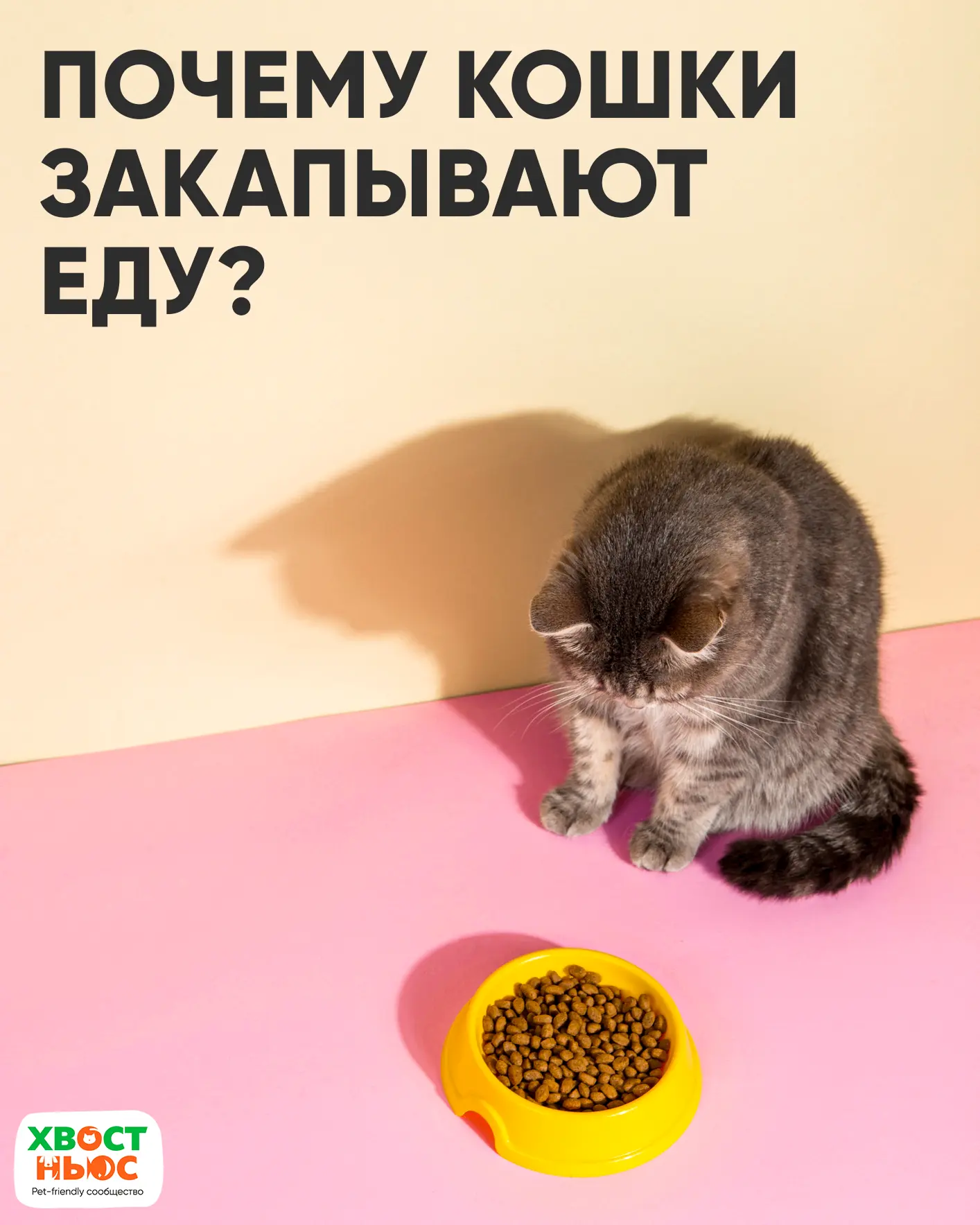 🐱 Почему кошки закапывают еду?