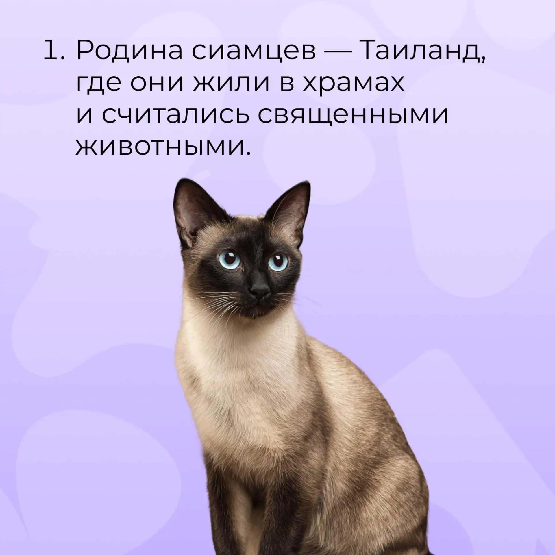 А вы знали эти факты о сиамских котах?🐈