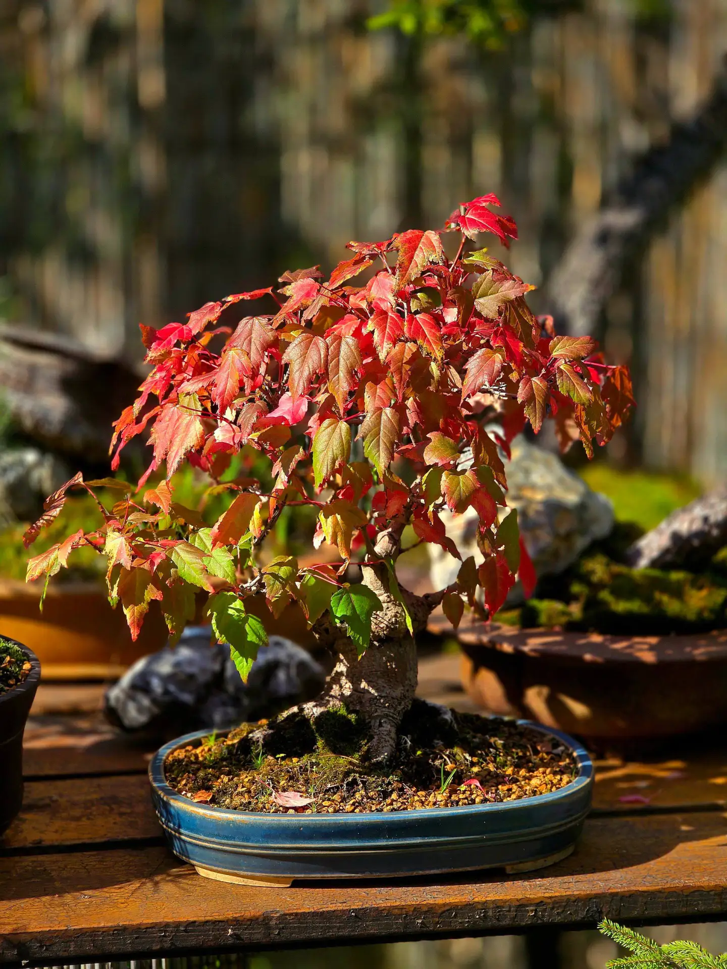 У клена Гиннала уже осень 🍁