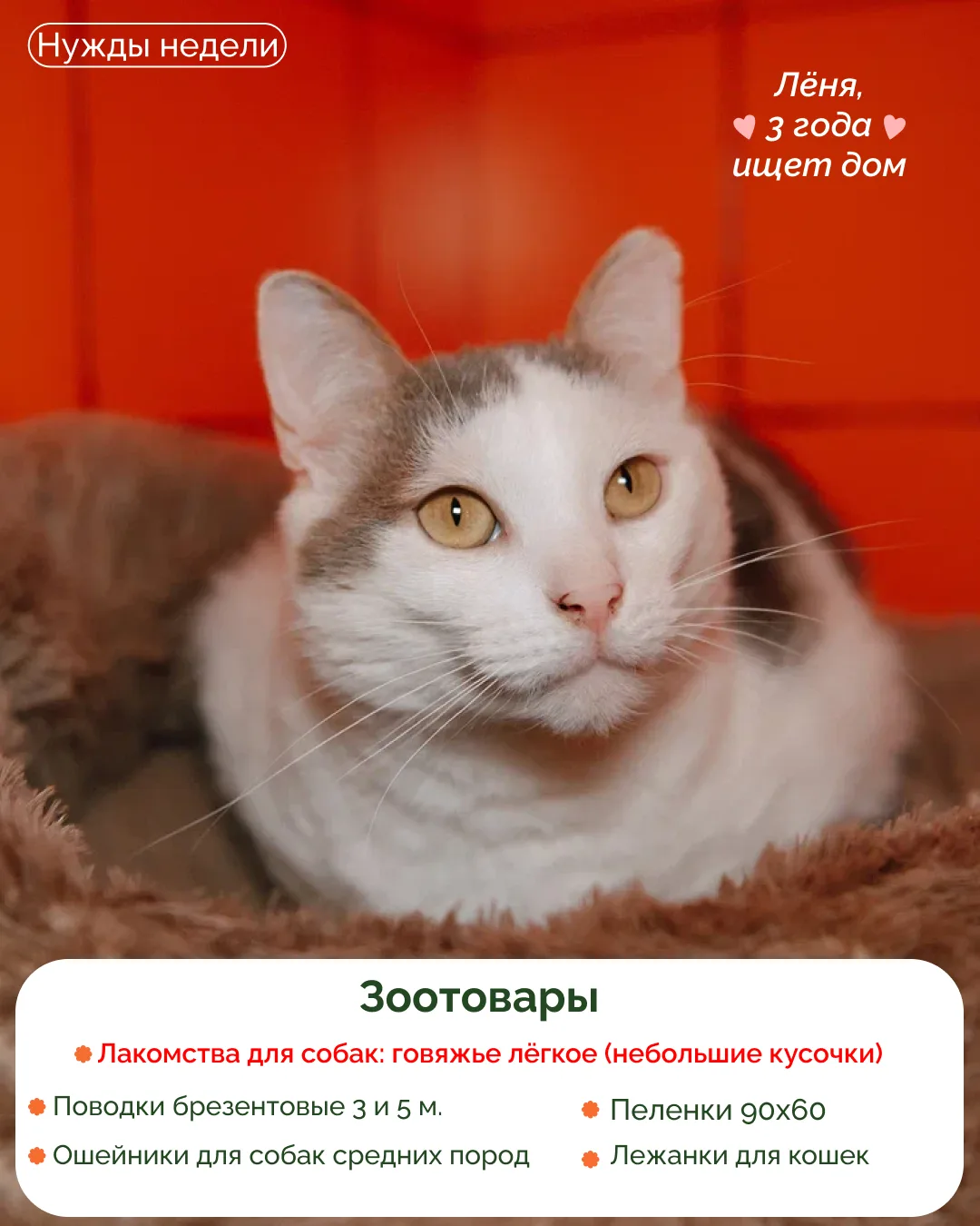 Нужды приютов 🐾