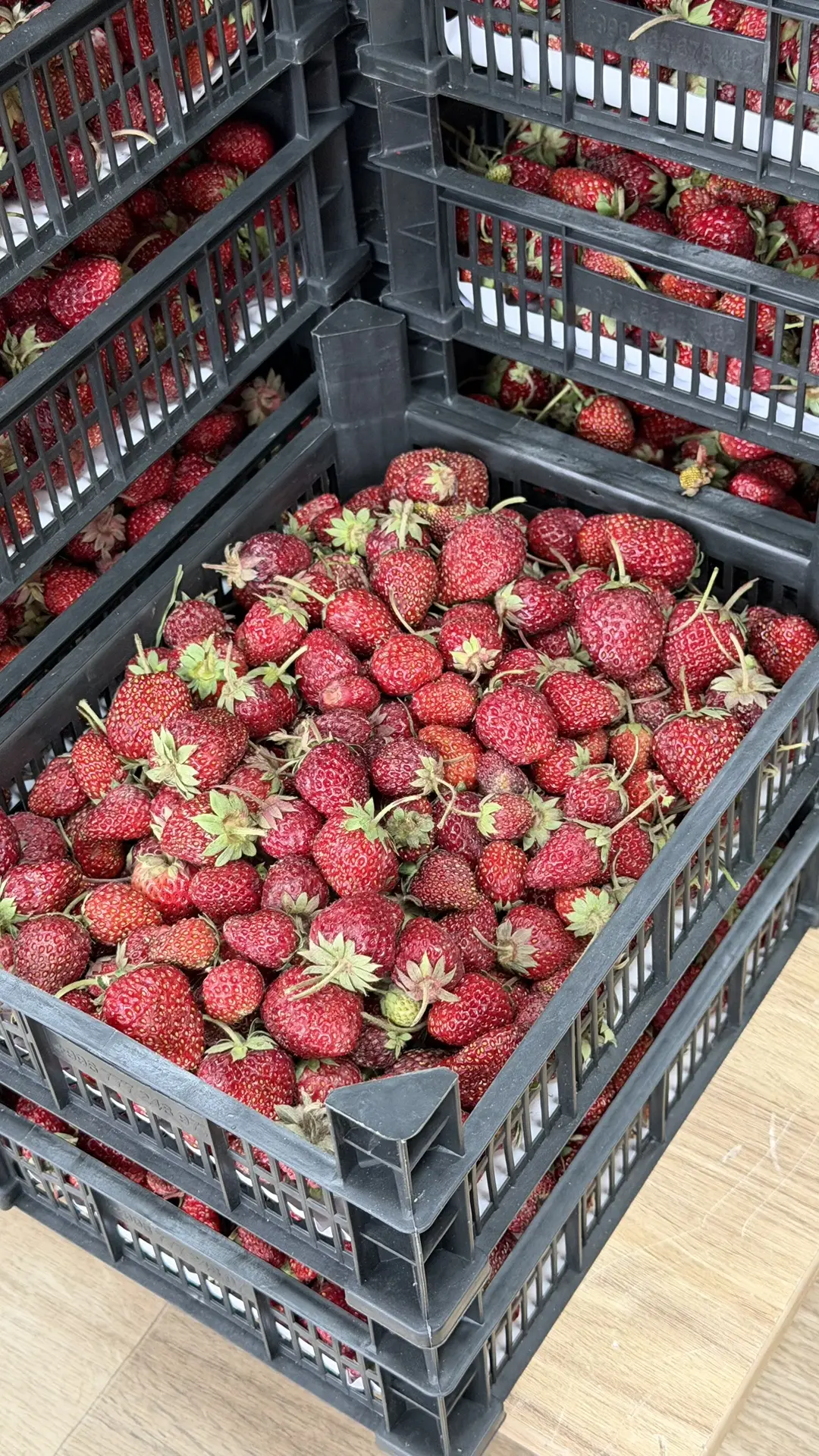 ЯГОДКА В НАЛИЧИИ   🍓🍓🍓🍓🍓🍓🍓🍓🍓🍓🍓  •Качество высшее  •Запах невероятный  •Вкус сногсшибательный   🍓КЛУБ