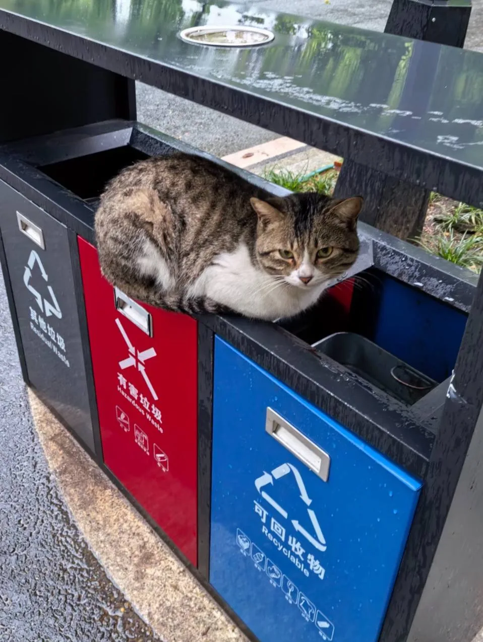 🐱Китайские котики глазами наших туристов
