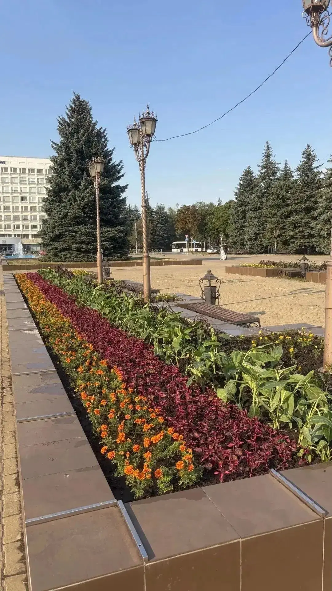 🌺 7 000 цветов высадили на клумбах Ставрополя ко Дню города