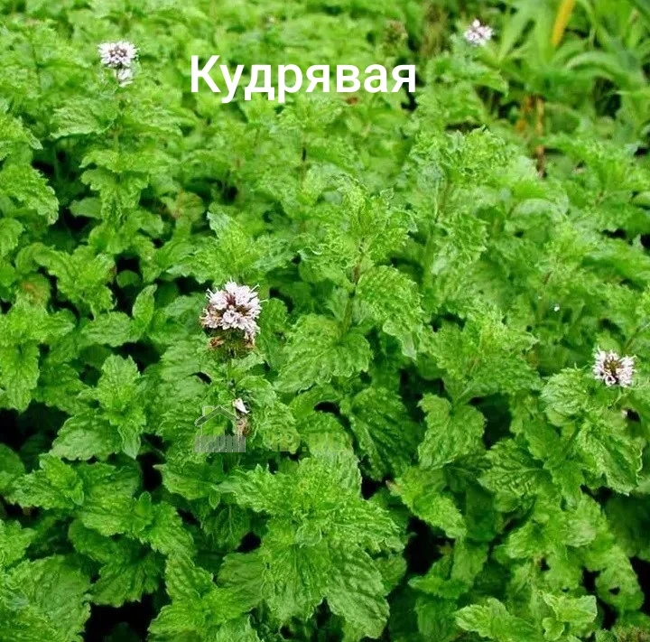 Мята кудрявая и марокканская похожи, различия в окраске соцветий и стебля.