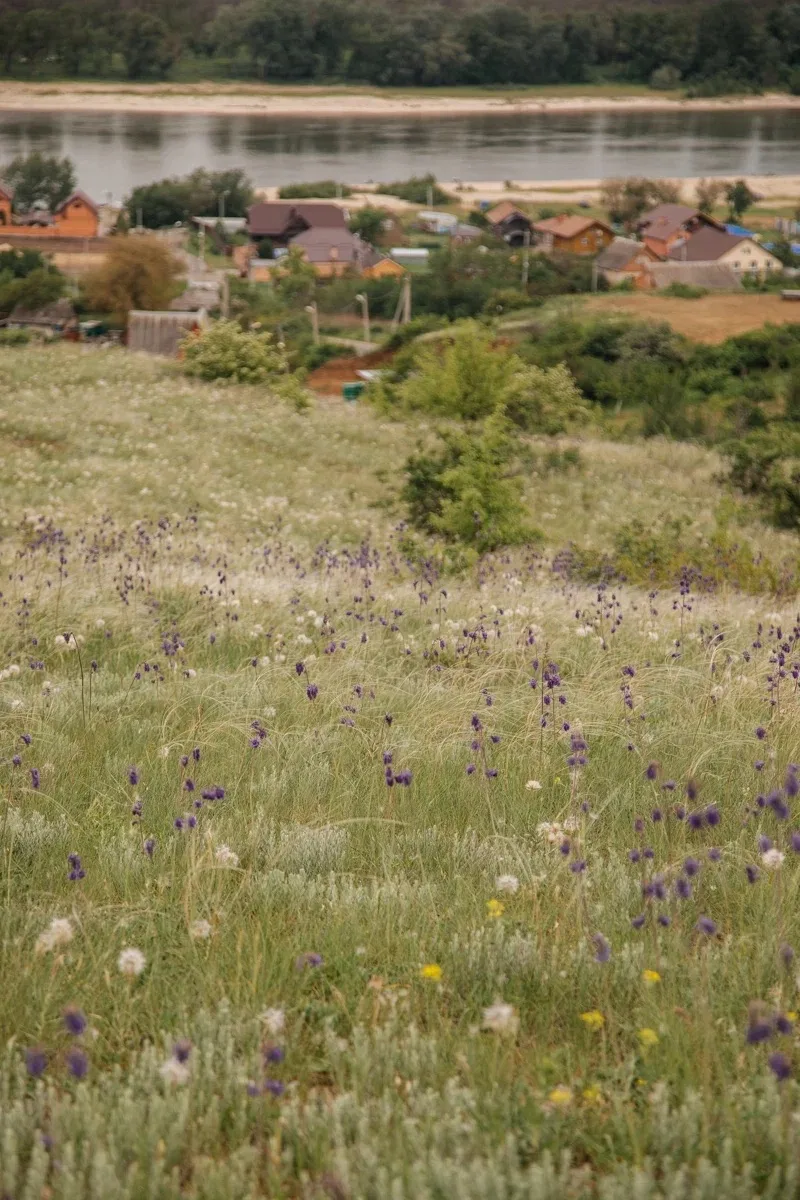 🌼Луговое разнотравье станицы Раздорской